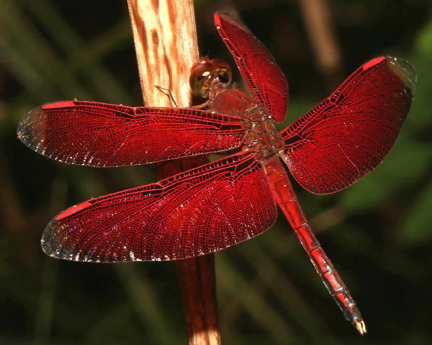 Dragonfly Totem & Spirit Animal | Meaning