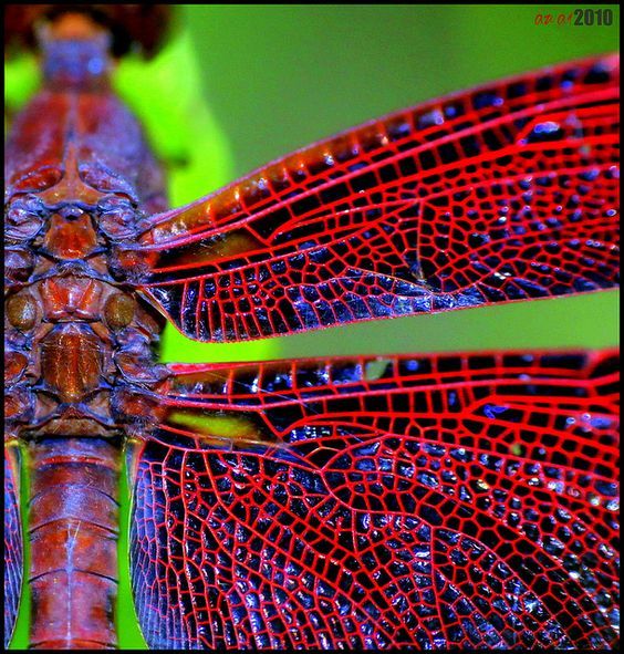 redwing by masetan via flicker