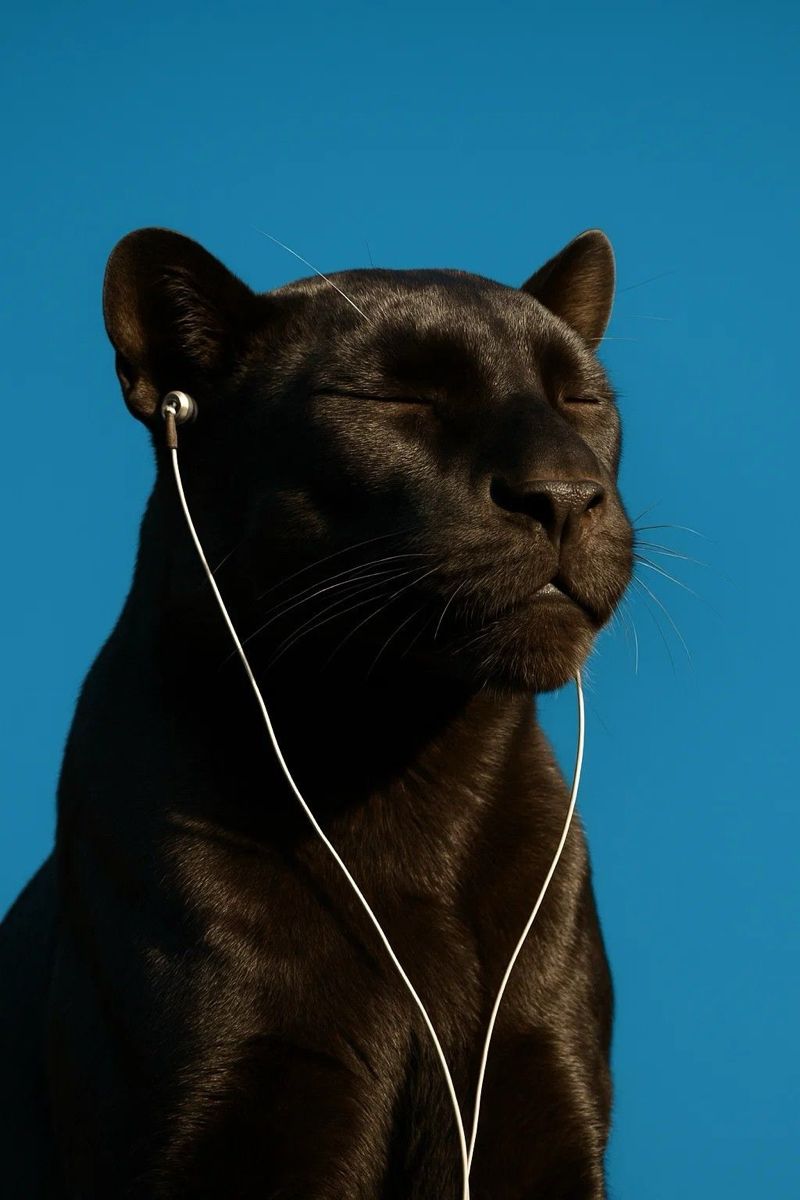 a black cat with its eyes closed and ear buds in his ears, sitting against a blue background